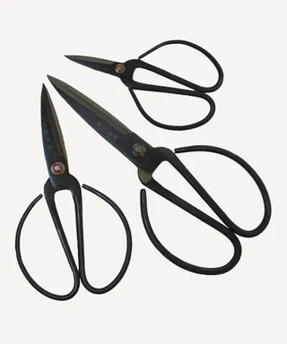 Black herb scissors