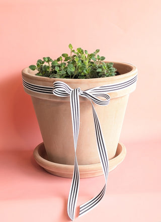 Potted Herbs - Extra Large