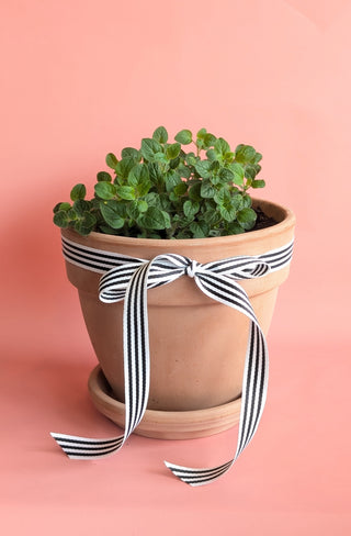 Potted Herbs - Large