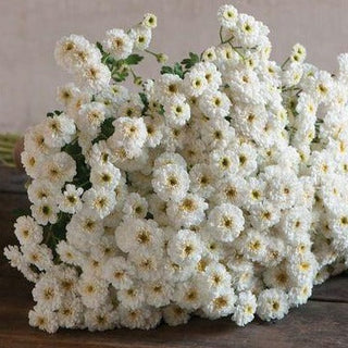 Veggie Garden Seeds - Feverfew Tetra White Matricaria