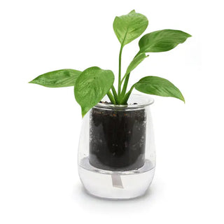 Cup O Flora - Mini self-watering planter