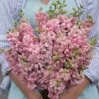 Veggie Garden Seeds - Larkspur Imperial Rose Queen