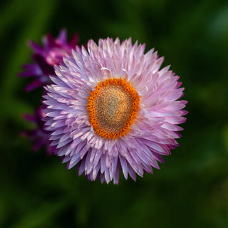 Veggie Garden Seeds - Everlasting Strawflower - Pink