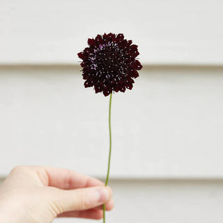 Veggie Garden Seeds - Scabiosa Black Knight