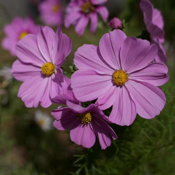 Veggie Garden Seeds - Cosmos Sensation Pinkie Rose – Acreage