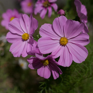 Veggie Garden Seeds - Cosmos Sensation Pinkie Rose