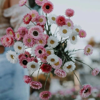 Veggie Garden Seeds - Everlasting Strawflower Pink + White Rhodanthe Chlorocephala