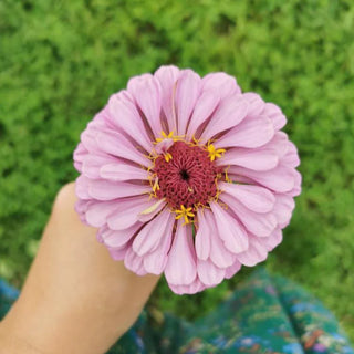 Veggie Garden Seeds - Zinnia Dream Rosy Lavender